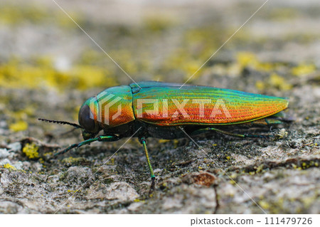 Closeup on a gorgeous metallic green to gold colored jewel beetl Closeup on a gorgeous metallic green to gold colored jewel beetl 111479726