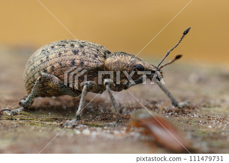 Detailed closeup on a grey colored European weevil beetle, Liophloeus tessulatus Detailed closeup on a grey colored European weevil beetle, Liophloeus tessulatus 111479731