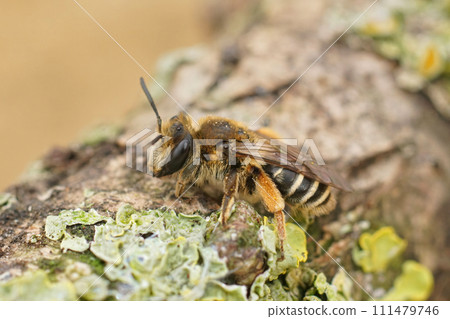 Closeup on a female of the rather rare Andrena albofasciata solitary mining bee sitting on a piece of wood Closeup on a female of the rather rare Andrena albofasciata solitary mining bee sitting on a piece of wood 111479746