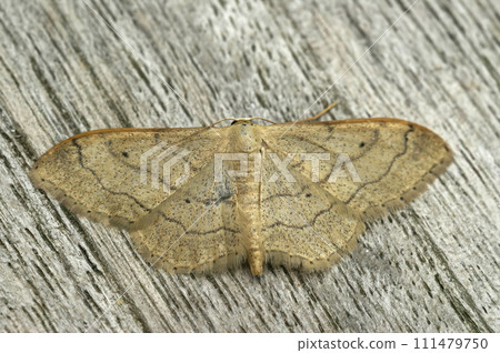 Closeup on the brown colored Riband Wave geometer moth, Idaea aversata with spread wings on wood Closeup on the brown colored Riband Wave geometer moth, Idaea aversata with spread wings on wood 111479750