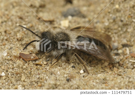 Closeup on a male Grey-backed mining bee, Andrena vaga sitting on the ground Closeup on a male Grey-backed mining bee, Andrena vaga sitting on the ground 111479751