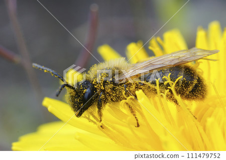 Closeup on a brown hairy male grey-gastered mining bee, Andrena tibialis 111479752
