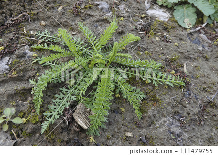 Closeup on emerging foliage of Wild carrot wildflower plant, Daucus carota in the field Closeup on emerging foliage of Wild carrot wildflower plant, Daucus carota in the field 111479755