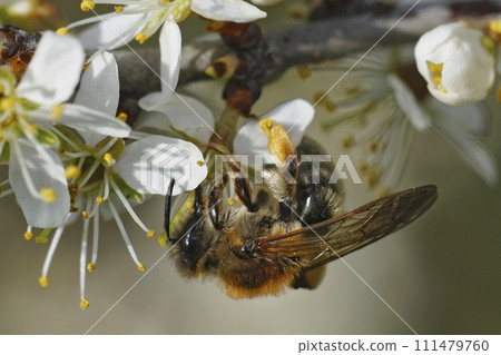 Closeup on a female grey-gastered mining bee, Andrena tibialis, drinking nectar from a white flowering Blackthorn 111479760