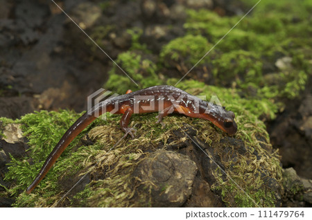 Closeup on nominate endemic Ensatina eschscholtzii eschscholtzii salamander, Big Surr National Park, South California Closeup on nominate endemic Ensatina eschscholtzii eschscholtzii salamander, Big Surr National Park, South California 111479764