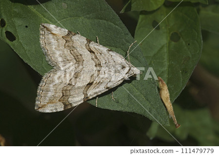 Closeup on a Treble-bar geometer moth, Aplocera plagiata, sitting in the vegetation 111479779