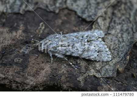 Closeup on a Sycamore owlet moth, Acronicata aceris, sitting on wood Closeup on a Sycamore owlet moth, Acronicata aceris, sitting on wood 111479780