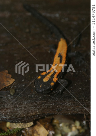 Vertical closeup on an orange colored juvenile of the endangered Laos newt, Paramesotriton or Laotriton laoensis Vertical closeup on an orange colored juvenile of the endangered Laos newt, Paramesotriton or Laotriton laoensis 111479781