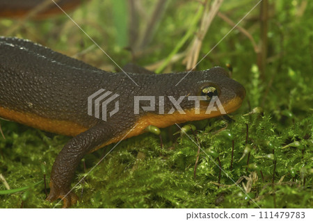 Closeup shot of an adult female Rough-Skinned Newt, Taricha granulosa on green moss 111479783
