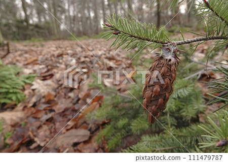Closeup on the needles and cone of the North American Douglas fir pinetree, Pseudotsuga menziesii Closeup on the needles and cone of the North American Douglas fir pinetree, Pseudotsuga menziesii 111479787