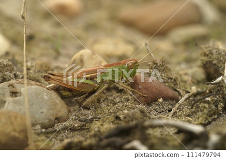Closeup on the Common European meadow grasshopper, Pseudochorthippus parallelus Closeup on the Common European meadow grasshopper, Pseudochorthippus parallelus 111479794