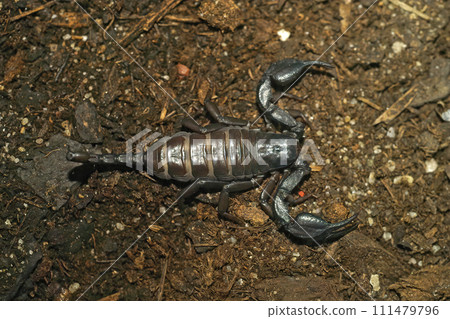 Closeup on the South African flat rock scorpion, Hadogenes troglodytes often imported through the pet-trade Closeup on the South African flat rock scorpion, Hadogenes troglodytes often imported through the pet-trade 111479796
