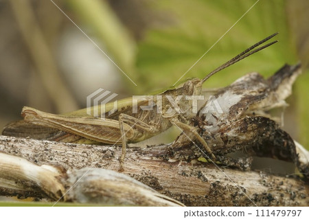 Closeup on a European common field grasshopper, Chorthippus brunneus 111479797