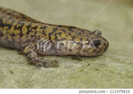 Closeup on a colorful Japanese Hida streamside salamander, Hynobius kimurae sitting on a stone Closeup on a colorful Japanese Hida streamside salamander, Hynobius kimurae sitting on a stone 111479810