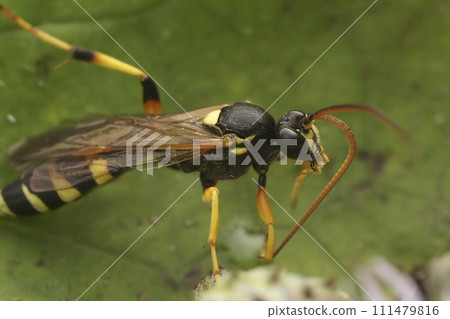 Detailed close up on a colorful black and yellow Ichneumonid wasp, Ichneumon sarcitorius Detailed close up on a colorful black and yellow Ichneumonid wasp, Ichneumon sarcitorius 111479816