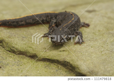 Closeup on a juvenile Balkan crested newt, Triturus ivanbureschi sitting on a stone 111479818