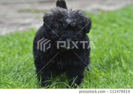 Closeup on a cute puppy long black hairy Bouvier des Flandres in the grasses Closeup on a cute puppy long black hairy Bouvier des Flandres in the grasses 111479819