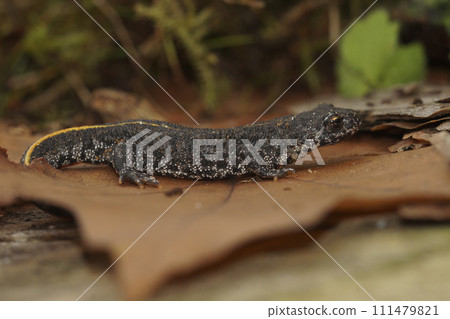 Closeup on a juvenile Balkan crested newt, Triturus ivanbureschi sitting on a dried leaf Closeup on a juvenile Balkan crested newt, Triturus ivanbureschi sitting on a dried leaf 111479821