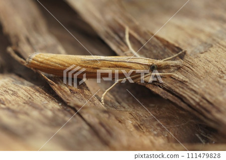 Closeup on a Common grass veneer moth, Agriphila tristella, sitting on wood 111479828