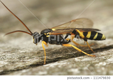 Detailed close up on a colorful black and yellow Ichneumonid wasp, Ichneumon sarcitorius Detailed close up on a colorful black and yellow Ichneumonid wasp, Ichneumon sarcitorius 111479830