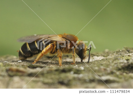 Closeup on a female Orange legged furrow bee, Halictus rubicundus sitting on dried vegetation in the field Closeup on a female Orange legged furrow bee, Halictus rubicundus sitting on dried vegetation in the field 111479834