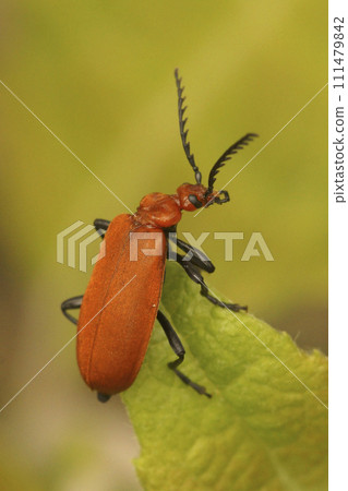 Vertical closeup on a Red-headed Cardinal Beetle, Pyrochroa serraticornis sitting on a green leaf Vertical closeup on a Red-headed Cardinal Beetle, Pyrochroa serraticornis sitting on a green leaf 111479842