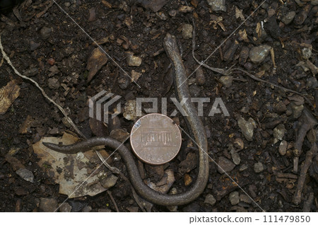 Size comparaison of a Californian black-bellied slender salamander, Batrachoseps nigriventris, with a one cent coin 111479850