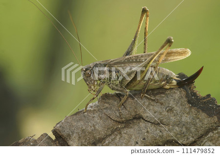 Closeup on the rare aand endangered Grey Bush-cricket, Platycleis albopunctata sitting on wood Closeup on the rare aand endangered Grey Bush-cricket, Platycleis albopunctata sitting on wood 111479852