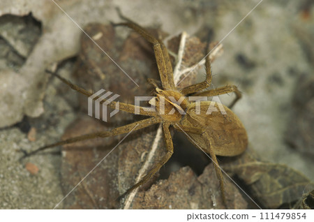 Detailed closeup on a gravid female Nursery web spider, Pisaura mirabilis sitting on a dried leaf 111479854