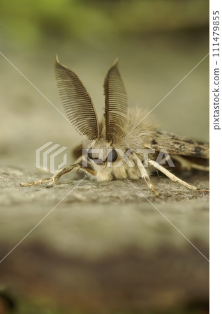 Vertical detailed closeup on a Gypsy moth , Lymantria dispar with it's remarkable bat-alike antenna 111479855