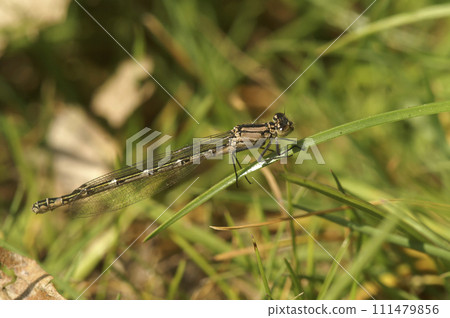 Closeup on a Common bluet damselfly, Enallagma cyathigerum, perched in the vegetation Closeup on a Common bluet damselfly, Enallagma cyathigerum, perched in the vegetation 111479856