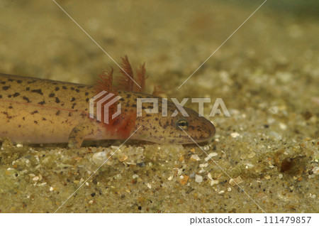 Closeup on a larvae gilled Blue Ridge Red Salamander, Pseudotriton ruber schencki Closeup on a larvae gilled Blue Ridge Red Salamander, Pseudotriton ruber schencki 111479857