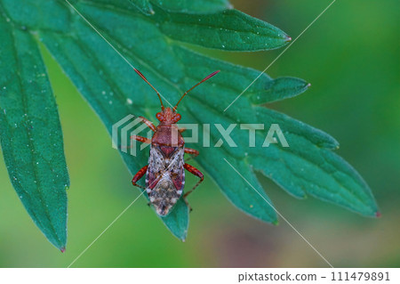 Closeup on a bright red colored European scentless rhopalid plantbug, Rhopalus subrufus sitting on a green leaf 111479891