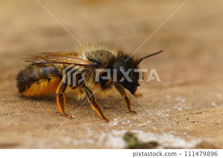 Closeup on a female red mason solitary bee, Osmia rufa, sitting on wood 111479896