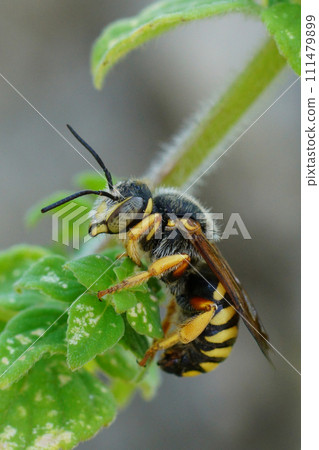 Closeup on a yellow banded male seven-toothed Red-resin solitary bee, Rhodanthidium septemdentatum sitting in vegetation 111479899