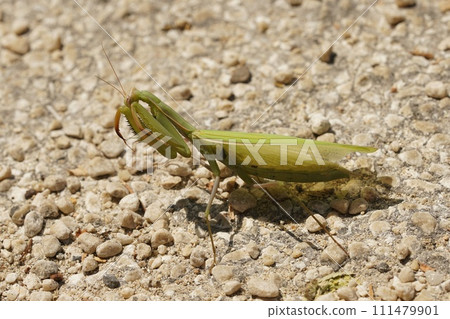 Close up photo of a n adult European Green praying mantis, Mantis religiosa sitting on the ground Close up photo of a n adult European Green praying mantis, Mantis religiosa sitting on the ground 111479901