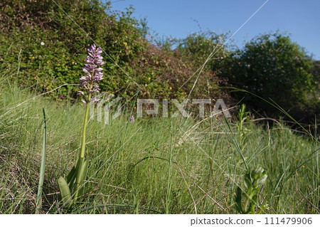 Closeup on the protected purple European military orchid, Orchis militaris in Gard, France Closeup on the protected purple European military orchid, Orchis militaris in Gard, France 111479906