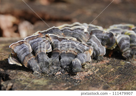 Closeup shot of Turkey tail fungi with patterned caps growing near a tree trunk Closeup shot of Turkey tail fungi with patterned caps growing near a tree trunk 111479907