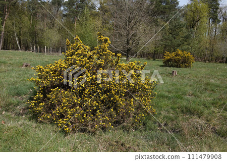 Vertical closeup on European Common gorse, Ulex europaeus, a yellow flowering shrubs of European Vertical closeup on European Common gorse, Ulex europaeus, a yellow flowering shrubs of European 111479908