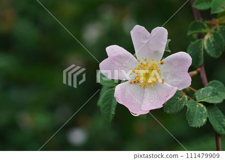 Natural vertical closeup on a white flower of a blooming dog rose, Rosa canina Natural vertical closeup on a white flower of a blooming dog rose, Rosa canina 111479909