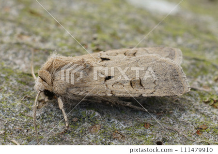 Closeup on a Valentine owlet moth, Agrotis exclamationis sitting on wood Closeup on a Valentine owlet moth, Agrotis exclamationis sitting on wood 111479910
