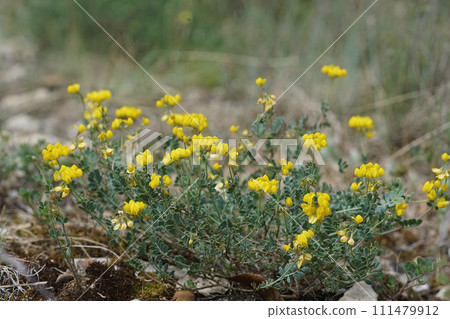 Natural wide-angle closeup on yellow flowers of the horseshoe vetch, Hippocrepis comosa in a meadow 111479912
