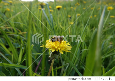 Closeup on an Early Cellophane Bee, Colletes cunicularius sitting on a yellow dandelion flower in a grassland Closeup on an Early Cellophane Bee, Colletes cunicularius sitting on a yellow dandelion flower in a grassland 111479919