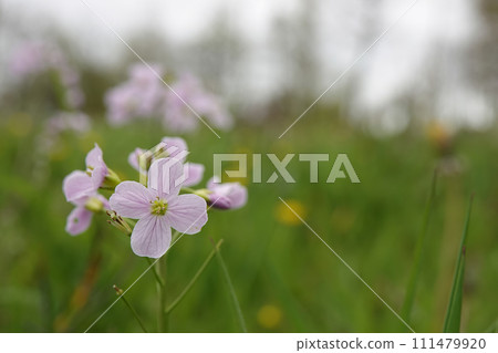 Closeup on a light pink flowering cuckoo flower, lady's smock, mayflower, or milkmaids, Cardamine pratensis in a meadow Closeup on a light pink flowering cuckoo flower, lady's smock, mayflower, or milkmaids, Cardamine pratensis in a meadow 111479920
