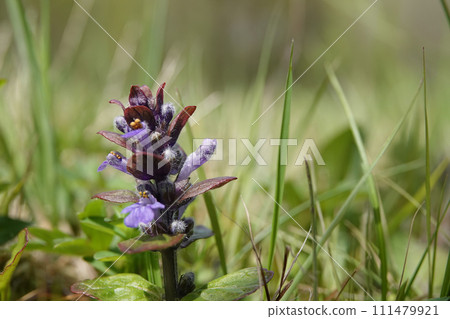 Low angle shot on an emerging flowerhead of the blue flowering bugle herb, Ajuga reptans in the field 111479921