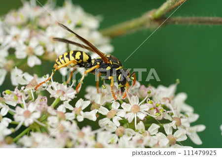 Closeup on a French yellow and black paperwasp, Polistes dominula feeding on a white flower Closeup on a French yellow and black paperwasp, Polistes dominula feeding on a white flower 111479925