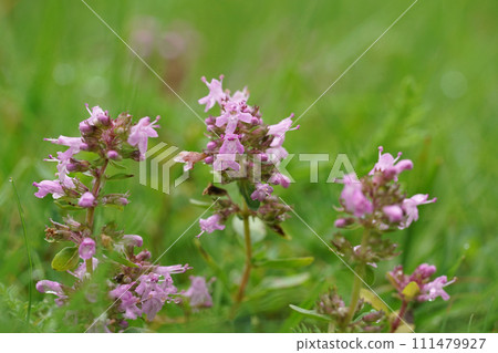 Closeup on blossoming broad-leaved or lemon thyme, Thymus pulegioides against a green background Closeup on blossoming broad-leaved or lemon thyme, Thymus pulegioides against a green background 111479927
