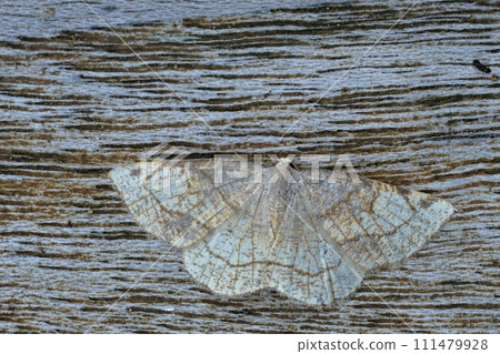 Closeup on the Dorset cream wave geometer moth, Stegania trimaculata with spread wings on wood 111479928