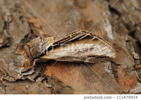 Natural closeup on the Swallow promintent moth, Pheosia tremula, sitting on wood 111479934