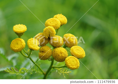 Closeup on yellow Tansy flowers, Tanacetum vulgare 111479936
